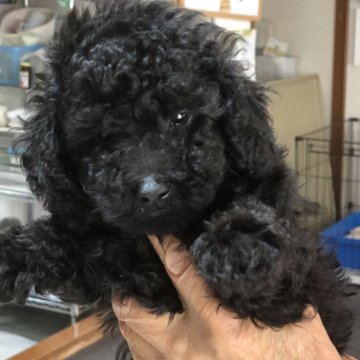 ミニチュアプードル【三重県・男の子・2023年5月28日・ブラック】の写真「元気一杯に育っています。」