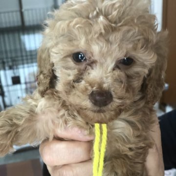 ミニチュアプードル【三重県・女の子・2024年1月12日・アプリコット】の写真「元気一杯に育っています。」