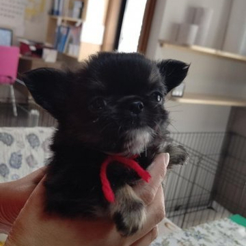 チワワ(ロング)【三重県・女の子・2022年4月14日・ブラックタン&ホワイト】の写真「元気一杯に育っています。」