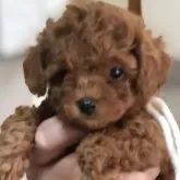 トイプードル(トイ)【三重県・女の子・2024年7月19日・レッド】の写真1