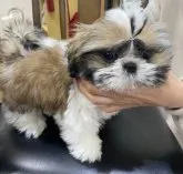 シーズー【三重県・男の子・2023年1月2日・ホワイト&ゴールド】の写真3