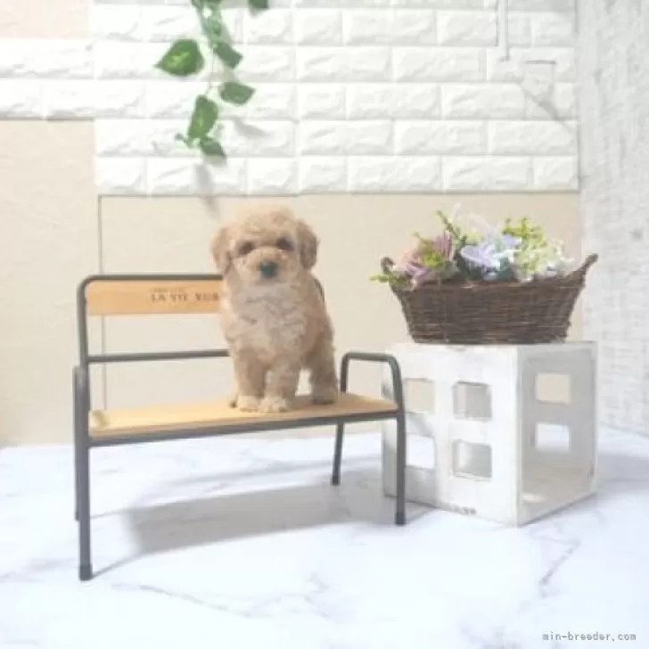 ID：2509-01738の子犬