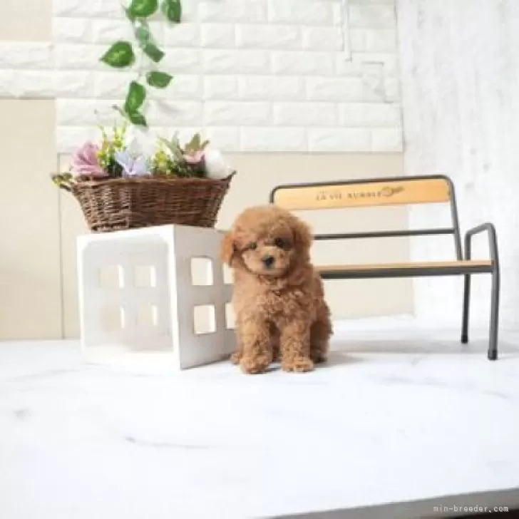 ID：2511-06814の子犬