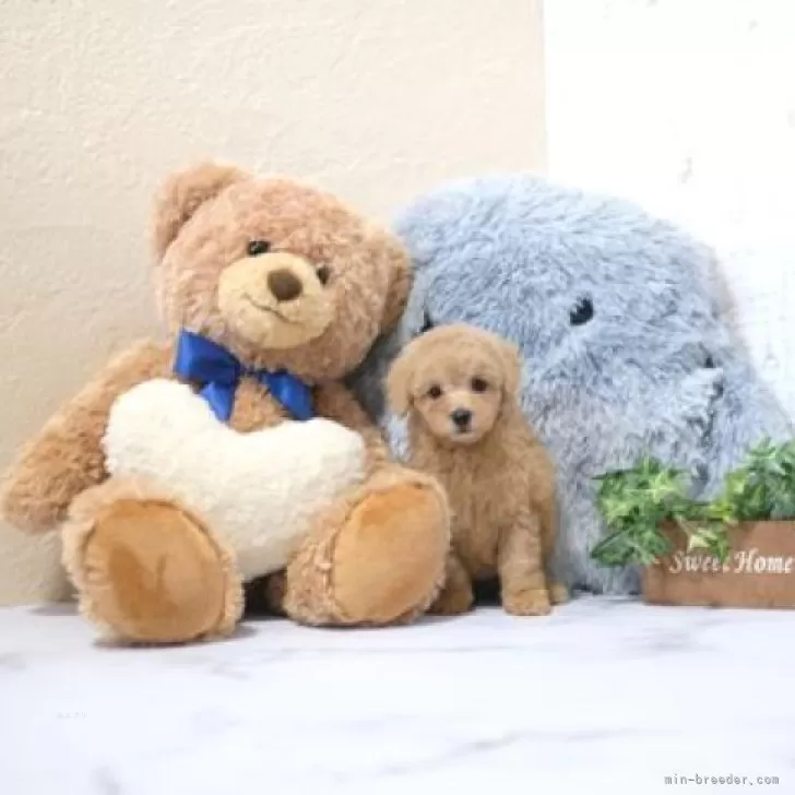 ID：2412-02054の子犬