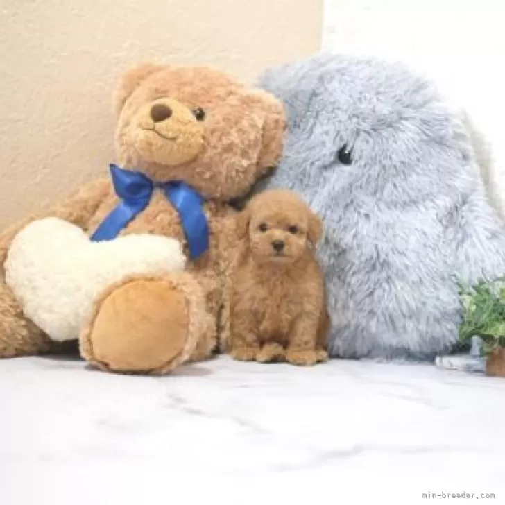 ID：2501-07945の子犬