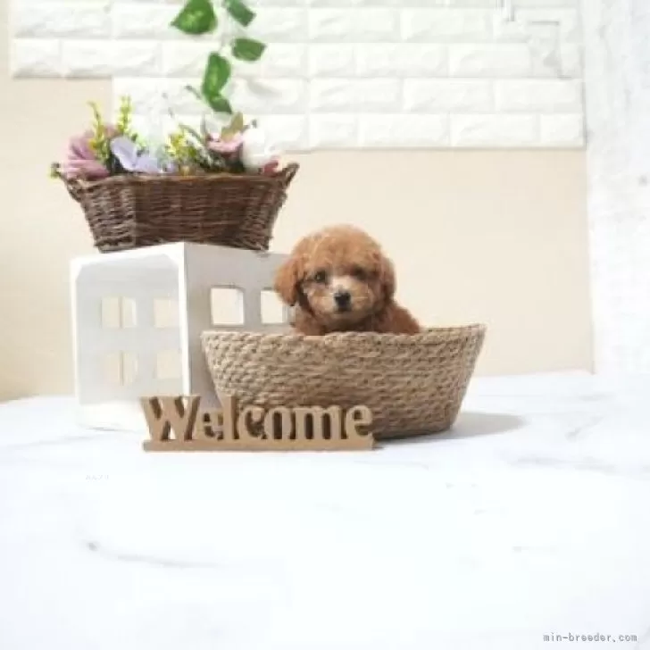 タイニープードル【滋賀県・男の子・2025年9月30日・レッド・フォーン】の写真1「生後40日頃の写真です」