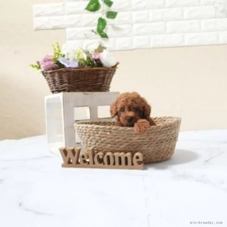 タイニープードル【滋賀県・男の子・2025年9月28日・レッド・フォーン】の写真1「生後40日頃の写真です」