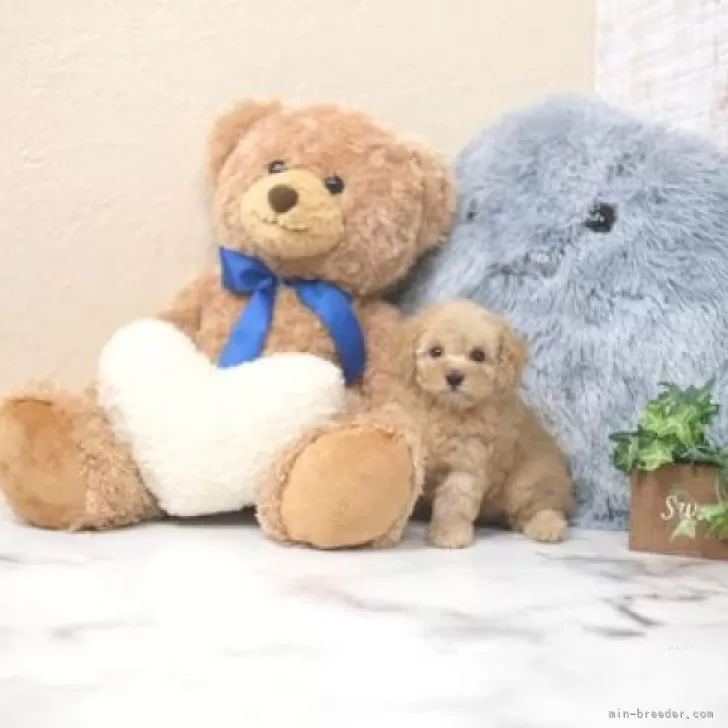 ID：2411-01413の子犬