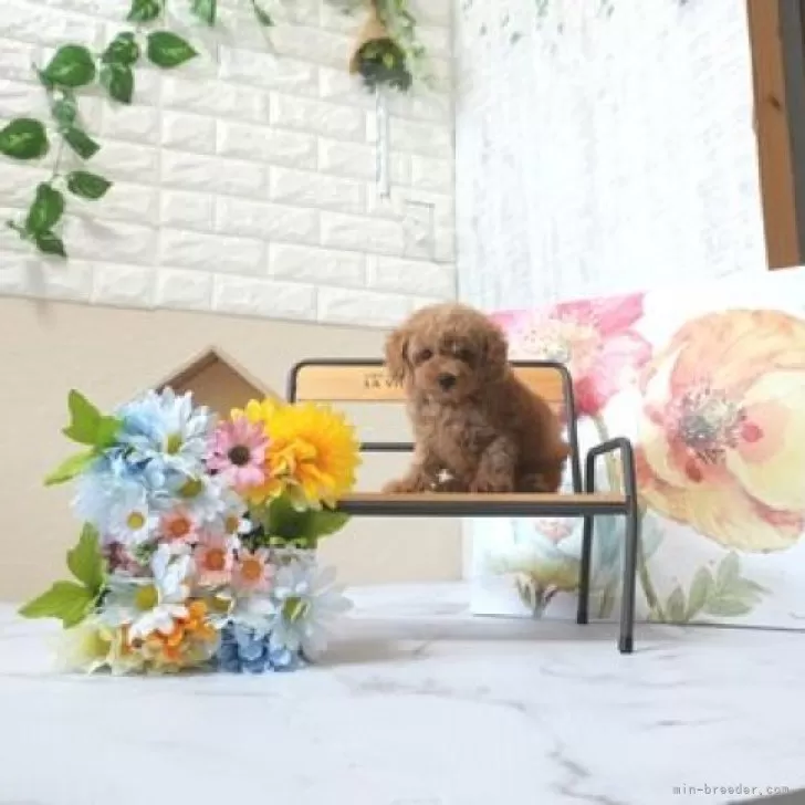 ID：2510-01114の子犬