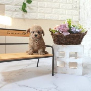 トイプードル(タイニー)【滋賀県・男の子・2025年6月14日・オレンジ・フォーン】の写真「お父さんタイニーサイズの可愛い子犬です」