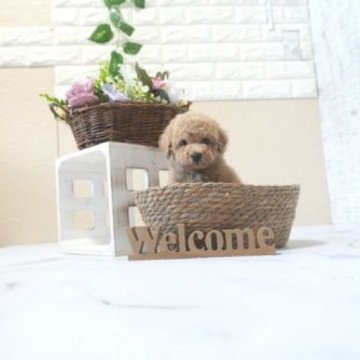 トイプードル(トイ)【滋賀県・男の子・2025年9月14日・オレンジ・フォーン】の写真「お母さんタイニーサイズの可愛い子犬です」