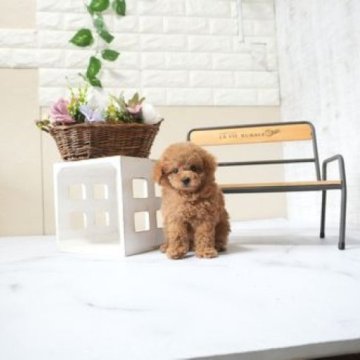 トイプードル(タイニー)【滋賀県・男の子・2025年10月4日・レッド・フォーン】の写真「両親タイニーサイズの可愛い子犬です」