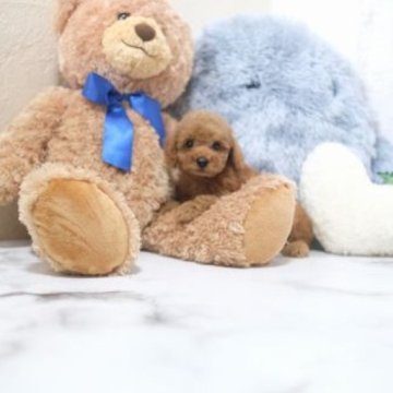 トイプードル(タイニー)【滋賀県・女の子・2024年10月4日・レッド・フォーン】の写真「お父さんタイニーサイズの可愛い子犬です」