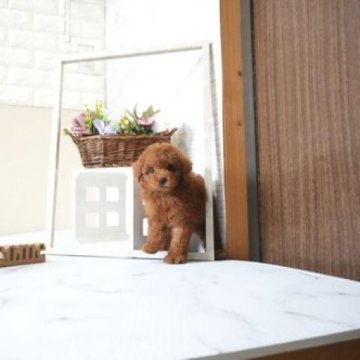 トイプードル(タイニー)【滋賀県・男の子・2025年10月4日・レッド・フォーン】の写真「両親タイニーサイズの可愛い子犬です」