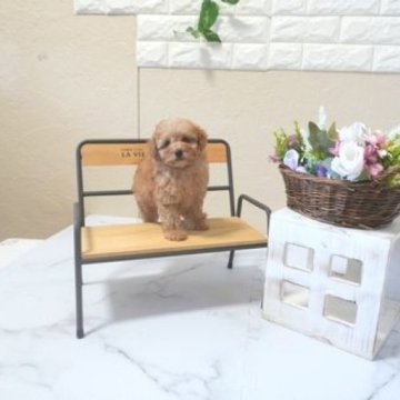 トイプードル(タイニー)【滋賀県・女の子・2025年9月7日・レッド・フォーン】の写真「両親タイニーサイズの可愛い子犬です」