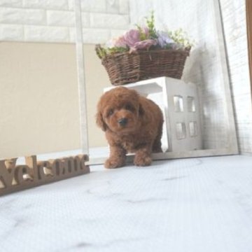 トイプードル(トイ)【滋賀県・女の子・2025年7月22日・レッド・フォーン】の写真「両親トイサイズの可愛い子犬です」