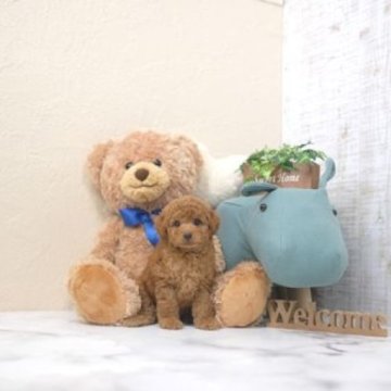 トイプードル(タイニー)【滋賀県・女の子・2024年9月21日・レッド・フォーン】の写真「お父さんタイニーサイズの可愛い子犬です」