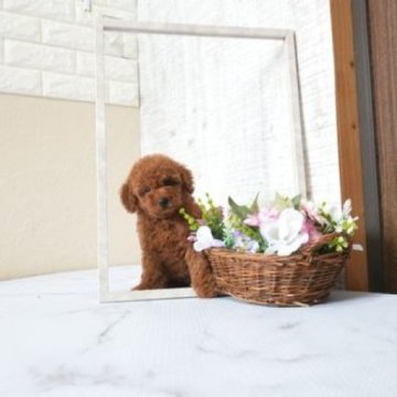 トイプードル(タイニー)【滋賀県・男の子・2025年9月23日・レッド・フォーン】の写真「両親タイニーサイズの可愛い子犬です」