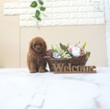 タイニープードル【滋賀県・女の子・2025年8月29日・オレンジ・フォーン】の写真「両親タイニーサイズの可愛い子犬です」