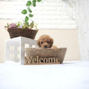 トイプードル(タイニー)【滋賀県・男の子・2025年10月14日・レッド・フォーン】の写真「両親タイニーサイズの可愛い子犬です」