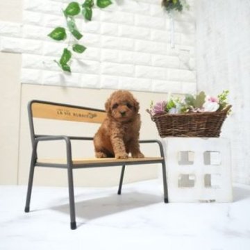 トイプードル(タイニー)【滋賀県・男の子・2025年10月14日・レッド・フォーン】の写真「両親タイニーサイズの可愛い子犬です」