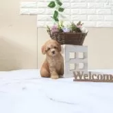 タイニープードル