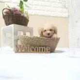 タイニープードル【滋賀県・男の子・2025年9月12日・オレンジ・フォーン】の写真1「生後40日頃の写真です」