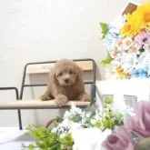 タイニープードル【滋賀県・男の子・2025年4月21日・オレンジ・フォーン】の写真1「生後40日頃の写真です」