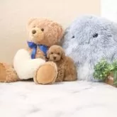 タイニープードル【滋賀県・男の子・2024年10月16日・レッド・フォーン】の写真1「生後４０日頃の写真です」