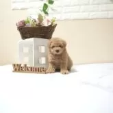 タイニープードル