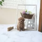 タイニープードル