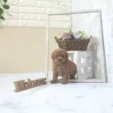 タイニープードル