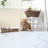 タイニープードル【滋賀県・男の子・2025年6月22日・オレンジ・フォーン】の写真1「生後40日頃の写真です」