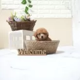 タイニープードル