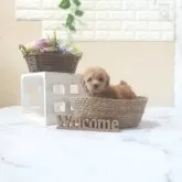 タイニープードル