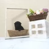 タイニープードル