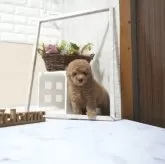 タイニープードル