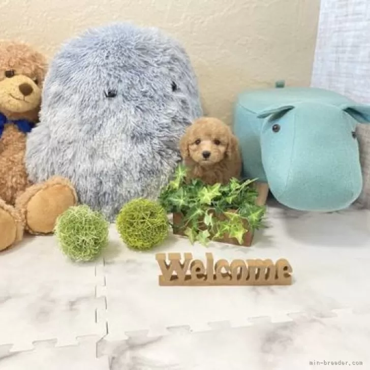 ID：2408-03898の子犬