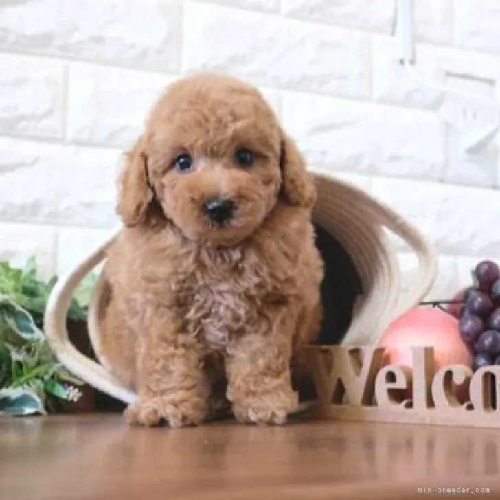 ID：2311-05027の子犬