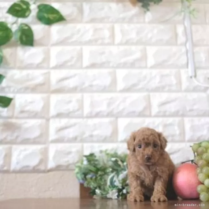 ID：2409-04482の子犬