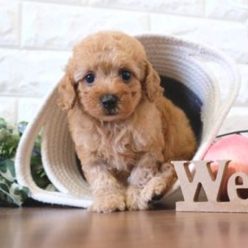 トイプードル(トイ)【滋賀県・男の子・2023年11月2日・レッド】の写真「両親タイニーサイズの可愛い子犬です」