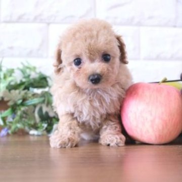 トイプードル(トイ)【滋賀県・女の子・2023年12月11日・アプリコット】の写真「両親タイニーサイズの可愛い子犬です」