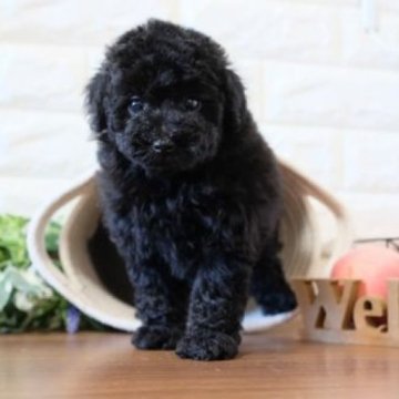 トイプードル(トイ)【滋賀県・女の子・2023年11月2日・ブラック】の写真「お父さんタイニーサイズの可愛い子犬です」