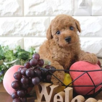 トイプードル(トイ)【滋賀県・男の子・2023年10月12日・レッド】の写真「くりくりおめめの可愛い子犬です」