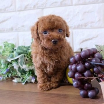 トイプードル(トイ)【滋賀県・男の子・2023年11月7日・レッド】の写真「両親タイニーサイズの可愛い子犬です」