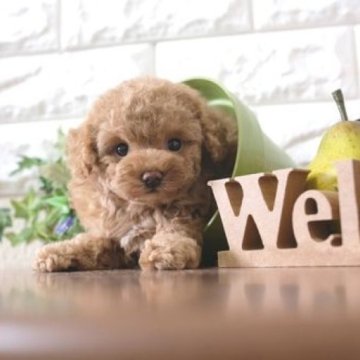 トイプードル(トイ)【滋賀県・女の子・2023年12月17日・アプリコット】の写真「お父さんタイニーサイズの可愛い子犬です」