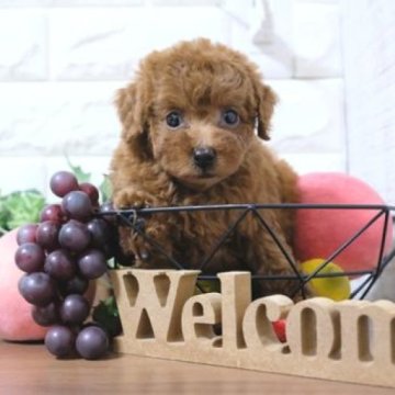 トイプードル(トイ)【滋賀県・女の子・2023年9月26日・レッド】の写真「両親タイニーサイズの可愛い子犬です」