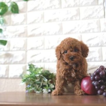 トイプードル(トイ)【滋賀県・男の子・2024年1月28日・レッド】の写真「お父さんタイニーサイズの可愛い子犬です」