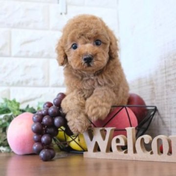 トイプードル(トイ)【滋賀県・男の子・2023年10月12日・レッド】の写真「お父さんタイニーサイズの可愛い子犬です」