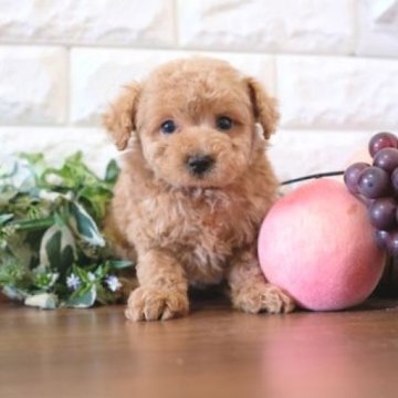 トイプードル(トイ)【滋賀県・男の子・2023年10月29日・レッド】の写真「両親タイニーサイズの可愛い子犬です」